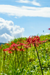 秋の野原に咲く彼岸花