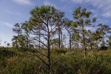 Obraz premium Autumnal colors in nature, bog plants painted in brown, swamp pines, summer sound in the swamp