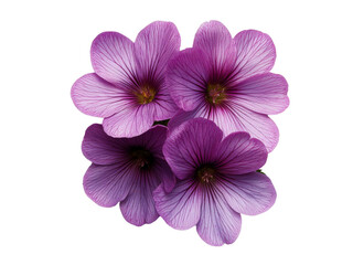 A blooming alpine primrose with pink and purple petals, isolated on a transparent background, PNG file.