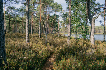 Autumnal colors in nature, bog plants painted in brown, swamp pines, summer sound in the swamp. Vintage.