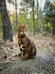 Bengal Cat in Forest Setting