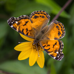 American Lady, Vanessa virginiensis, on yellow flower