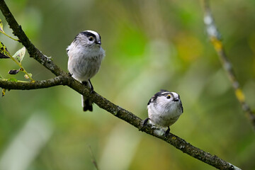 Schwanzmeise // Long-tailed tit (Aegithalos caudatus)