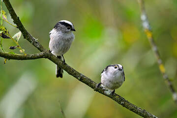 Long-tailed tit // Schwanzmeise (Aegithalos caudatus)