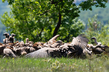 Vautour fauve,.Vautour moine,,, Vézouillac , Verrières, causse Rouge, Occitanie, Aveyron, 12,...