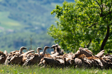 Vautour fauve,.Vautour moine,,, V&eacute;zouillac , Verri&egrave;res, causse Rouge, Occitanie, Aveyron, 12, France