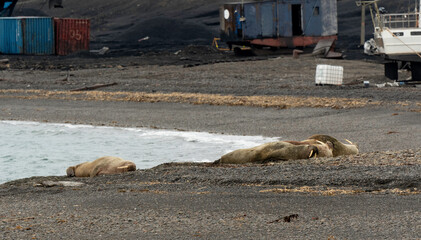 Port, Longyearbyen, Morse, Odobenus rosmarus, Spitzberg, Svalbard, Norvège