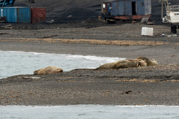 Port, Longyearbyen, Morse, Odobenus rosmarus, Spitzberg, Svalbard, Norvège