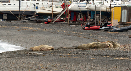 Port, Longyearbyen, Morse, Odobenus rosmarus, Spitzberg, Svalbard, Norvège