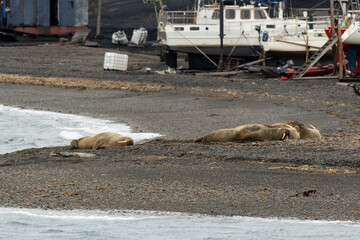 Port, Longyearbyen, Morse, Odobenus rosmarus, Spitzberg, Svalbard, Norvège