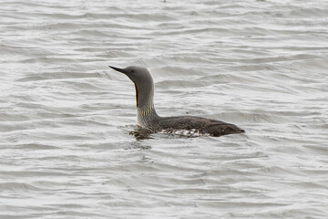 Plongeon catmarin,.Gavia stellata, Red throated Loon, Spitzberg, Svalbard, Norvège