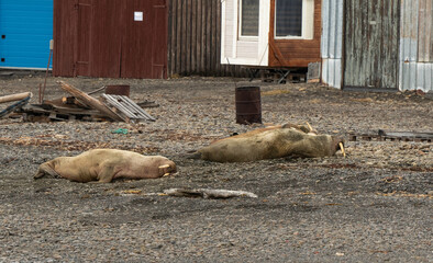 Port, Longyearbyen, Morse, Odobenus rosmarus, Spitzberg, Svalbard, Norvège