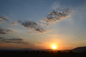 Gnou &agrave; queue noire, Connochaetes taurinus, coucher de soleil, R&eacute;serve de  Masai Mara, Kenya