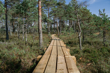 Obraz premium Vew of bog with wooden path, small ponds and pine trees. Hiking trail with wooden walkway that goes across the swamp.