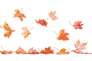 Vibrant autumn maple leaves flying in the air on transparent background