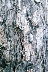 Colorful wood textura background. Minimal natural concept.	