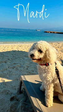 La mer et une chienne