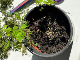 A small potted Maidenhair Fern with vibrant green leaves next to colorful pruning scissors on a white surface, showcasing gardening and plant care concepts.