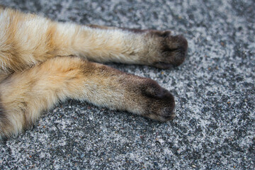 のんびり過ごしている野良猫の手足肉球
