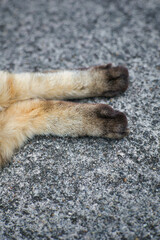 のんびり過ごしている野良猫の手足肉球