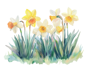 A row of yellow and white flowers with a white background