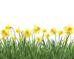 A field of yellow flowers with green stems © korawik