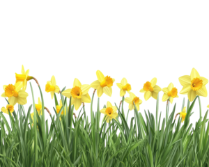 A field of yellow flowers with green stems