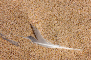 A gull feather lies partially buried in the beach sand in late February at Kohler-Andrae State...