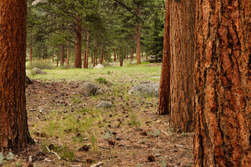 Ponderosa pines align themselves near the Fall River Entrance to Rocky Mountain National Park, Colorado