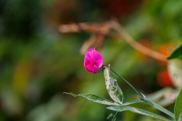 Bordeaux red flowers of sweet pea on a garden fence