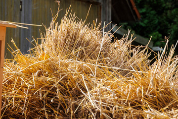 Harvested sheaves of grain on a harvest cart with bright golden straw in the sun