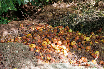 Rotten brown apples lie unused on a rubbish heap