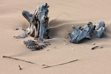 A small piece of driftwood protrudes from the blown sand drifts along the beach at Harrington Beach State Park, near Belgium, Wisconsin on an overcast afternoon in mid-September