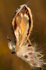 A milkweed pod has split open and is starting to shake its' seeds in the wind in the evening sunset in late September, within the Pike Lake Unit, Kettle Moraine State Forest, Hartford, Wisconsin