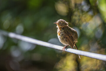 junges Rotkehlchen (Erithacus rubecula) sitzt auf Stange und schaut zur Seite