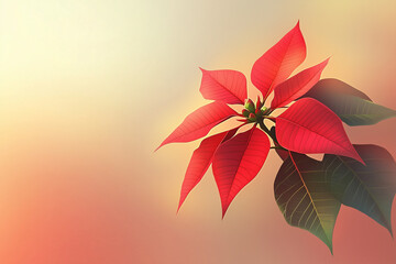 Fototapeta premium Vibrant red poinsettia with green leaves