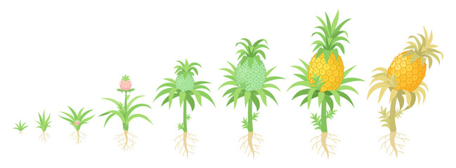 Stages of Growth of a Pineapple Plant. Botanical studies. The life cycle. Vector illustration.