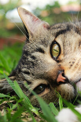 Curious domestic cat relaxed outside on the grass of a park, capturing a serene moment of contemplation