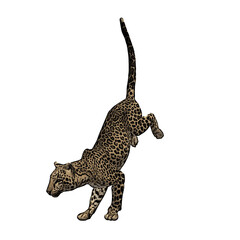 Cheetah jaguar panther wild cat vektor ilustration isolated design 