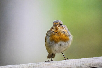 Rotkehlchen (Erithacus rubecula) sitzt mittig auf waagerechtem Balken