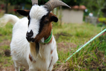 Obraz premium goat in the mountains of northern spain. capra aegagrus hircus