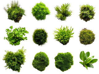 A set of tiny moss plants with vibrant green color, isolated on a clean transparent background, PNG file.