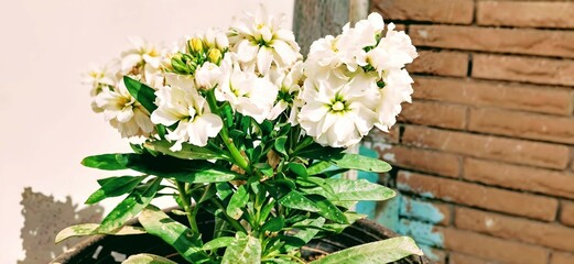 Graceful Pure White Blooms Flowers with Soft Petals and Lush Green Leaves in a Garden 