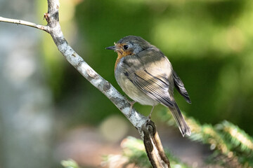 Rotkehlchen sitzt seitlich auf schmalem Ast im Schatten