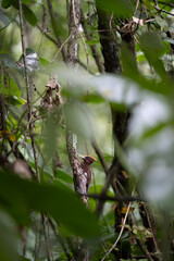 A Chestnut Woodpecker (Celeus elegans) perched on a branch among dense foliage in Peperpot Nature Park, Commewijne, Suriname.