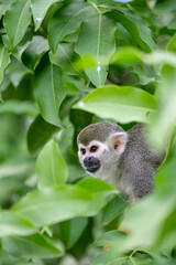 Obraz premium A squirrel monkey in a tree in Suriname, South America