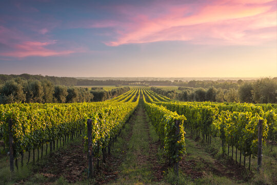 Bolgheri vineyards at sunset. Castagneto Carducci, Tuscany, Italy