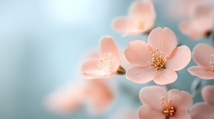 Delicate Pink Blossoms Blooming in Springtime