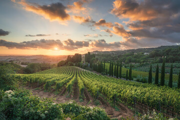 Maremma landscape. Vineyards at sunset and Casale Marittimo in the background. Tuscany, Italy