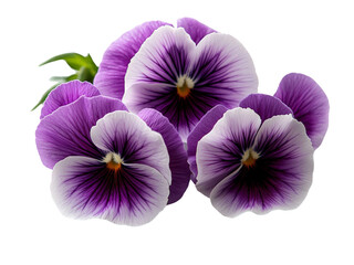 Bright purple and white pansy flowers with intricate petal details, isolated on a transparent background, PNG file.